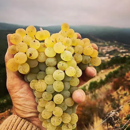 Quinta Da Penada - Vineyard & Winery - 2 * Chaves